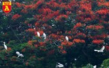 Ngắm đảo cò Hưng Yên mùa phượng vỹ